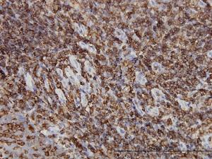 Anti-HCLS1 Mouse Monoclonal Antibody [clone: 1A8]