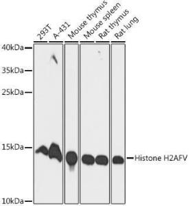 Anti-H2AZ2 Rabbit Polyclonal Antibody