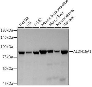 Western blot analysis of extracts of various cell lines, using Anti-ALDH16A1 Antibody [ARC2762] (A308066) at 1:500 dilution. The secondary Antibody was Goat Anti-Rabbit IgG H&L Antibody (HRP) at 1:10000 dilution. Lysates/proteins were present at 25 µg per lane