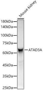 Western blot analysis of Mouse kidney, using Anti-ATAD3A Antibody (A12226) at 1:400 dilution