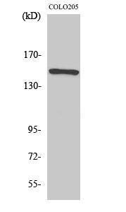 Anti-RAD50 antibody