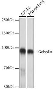 Antibody A305630-100 100 µl