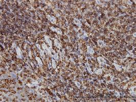 Anti-HCLS1 Mouse Monoclonal Antibody [clone: 1A8]