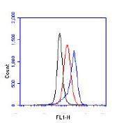 Anti-HIF1A Antibody