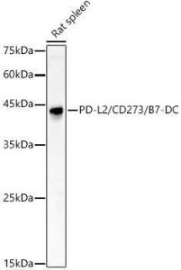 Antibody A309581-100 100 µl