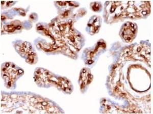 Immunohistochemical analysis of formalin-fixed, paraffin-embedded human placenta tissue using Anti-alpha II Spectrin Antibody [SPTAN1/3507]