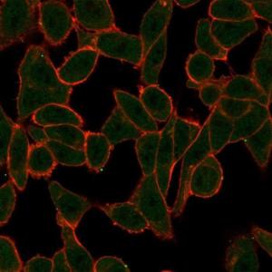 Immunofluorescent analysis of HeLa cells stained with Anti-SCXA Antibody [PCRP-SCXA-2D11] followed by Goat Anti-Mouse IgG (CF&#174; 488) (Green). Counterstain is Phalloidin-CF&#174; 640A (Red)