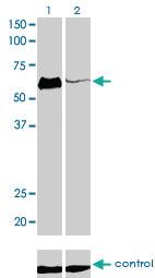 Anti-HCLS1 Mouse Monoclonal Antibody [clone: 1A8]