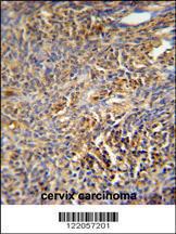 Anti-TANK Rabbit Polyclonal Antibody (Biotin)