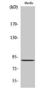 Western blot analysis of various cells using Anti-PNPLA8 Antibody