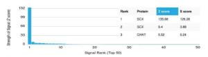 Analysis of protein array containing more than 19000 full-length human proteins using Anti-SCXA Antibody [PCRP-SCXA-2D11]