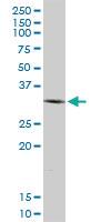 Anti-GEMIN2 Mouse Polyclonal Antibody