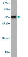 Anti-SLC25A11 Mouse Monoclonal Antibody [clone: 3G4]