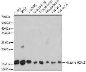 Western blot analysis of extracts of various cell lines, using Anti-Histone H2AZ Antibody [ARC1048] (A306893) at 1:1,000 dilution The secondary antibody was Goat Anti-Rabbit IgG H&L Antibody (HRP) at 1:10,000 dilution Lysates/proteins were present at 25 µg per lane