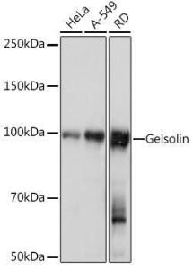 Antibody A305630-100 100 µl