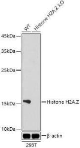 Western blot analysis of extracts from wild type(WT) and Histone H2A Z knockout (KO) 293T(KO) cells, using Anti-Histone H2AZ Antibody [ARC1048] (A306893) at 1:1,000 dilution