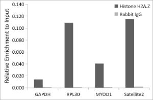 Chromatin immunoprecipitation (ChIP) analysis of extracts of HeLa cells, using Anti-Histone H2AZ Antibody [ARC1048] (A306893) and Rabbit IgG The amount of immunoprecipitated DNA was checked by quantitative PCR Histogram was constructed by the ratios of the immunoprecipitated DNA to the input