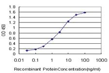 Anti-ATOX1 Mouse Monoclonal Antibody [clone: 4D6]