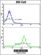 Anti-KRT10 Rabbit Polyclonal Antibody