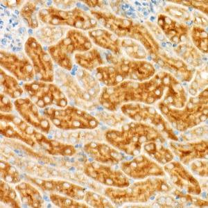 Immunohistochemistry analysis of paraffin-embedded mouse kidney using Anti-GCN2 Antibody [ARC52336] (A306894) at a dilution of 1:500 (40x lens) Perform high pressure antigen retrieval with 10 mM citrate buffer pH 60 before commencing with IHC staining protocol