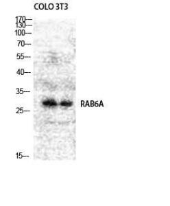 Western blot analysis of COLO NIH 3T3 cells using Anti-RAB6A Antibody