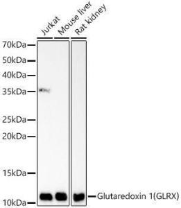 Anti-Glutaredoxin 1 Rabbit Monoclonal Antibody [clone: ARC59054]