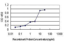 Anti-PIN1 Mouse Monoclonal Antibody [clone: 5A8]