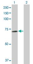 Anti-ZNF503 Mouse Polyclonal Antibody