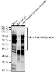 Anti-pan phospho Tyrosine Rabbit Monoclonal Antibody [clone: ARC54383]