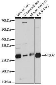 Antibody A306896-100 100 µl