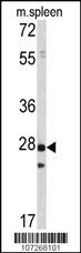 Anti-PLRG1 Rabbit Polyclonal Antibody