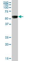 Anti-UGT1A9 Mouse Polyclonal Antibody