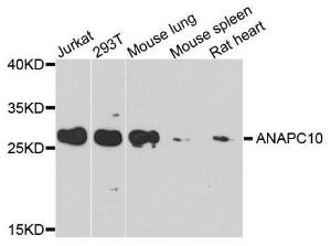 Western blot analysis of extracts of various cell lines, using Anti-ANAPC10 Antibody (A8330) at 1:1,000 dilution