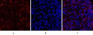 Immunofluorescence analysis of mouse lung tissue using Anti-RhoA Antibody (red) at 1:200 (4°C overnight). Cy3 labelled secondary antibody was used at 1:300 (RT 50min). Panel A: Target. Panel B: DAPI. Panel C: Merge.