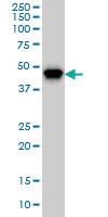 Anti-PIP4K2A Mouse Monoclonal Antibody [clone: 3A3]