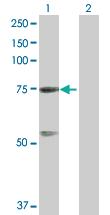 Anti-GTPBP4 Mouse Polyclonal Antibody