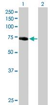 Anti-IRAK1 Mouse Polyclonal Antibody