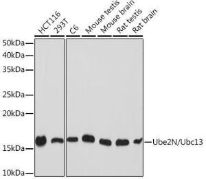 Western blot analysis of extracts of various cell lines, using Anti-Ube2N / Ubc13 Antibody [ARC1495] (A306899) at 1:1,000 dilution. The secondary antibody was Goat Anti-Rabbit IgG H&L Antibody (HRP) at 1:10,000 dilution.