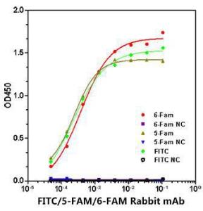 Anti-FITC/5-FAM/6-FAM Antibody [ARC51071] (A309593) can bind immobilized biotin-6 Fam, biotin-5 Fam, biotin-FITC, at 1 µg/ml (25 µl/well), of which EC50 ranges are 0.27-0.54  ng/ml, 0.18-0.31  ng/ml and 0.12-0.39  ng/ml, respectively