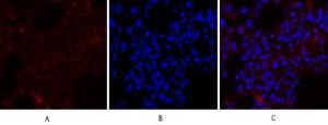 Immunofluorescence analysis of rat lung tissue using Anti-RhoA Antibody (red) at 1:200 (4°C overnight). Cy3 labelled secondary antibody was used at 1:300 (RT 50min). Panel A: Target. Panel B: DAPI. Panel C: Merge.