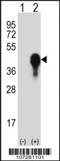 Anti-Rat MKP3 Rabbit Polyclonal Antibody