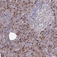 Anti-TMEM263 Rabbit Polyclonal Antibody