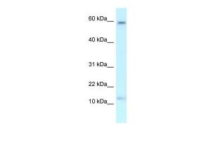 Anti-MRPL55 Rabbit Polyclonal Antibody