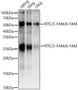 Western blot analysis of FITC Goat Anti-Mouse IgG (H+L), using Anti-FITC/5-FAM/6-FAM Antibody [ARC51071] (A309593)