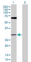 Anti-FGF13 Rabbit Polyclonal Antibody