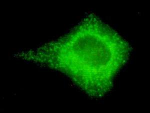 Anti-COX IV Mouse Monoclonal Antibody [clone: 13k36]