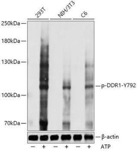 Antibody A308069-100 100 µl