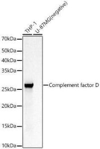 Western blot analysis of variou