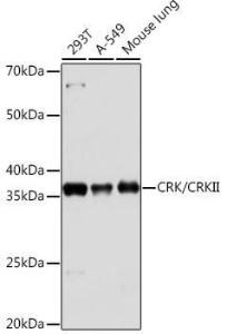 Western blot analysis of extracts of various cell lines, using Anti-Crk p38 Antibody [ARC1644] (A306900) at 1:1,000 dilution The secondary antibody was Goat Anti-Rabbit IgG H&L Antibody (HRP) at 1:10,000 dilution Lysates/proteins were present at 25 µg per lane