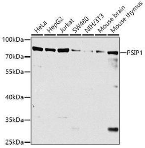 Western blot analysis of extracts of various cell lines, using Anti-PSIP1/LEDGF Antibody (A308070) at 1:1,000 dilution The secondary antibody was Goat Anti-Rabbit IgG H&L Antibody (HRP) at 1:10,000 dilution Lysates/proteins were present at 25 µg per lane